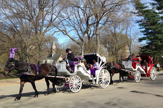 Carriage horses in Central Park